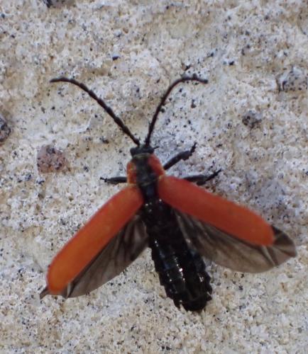 Lygistopterus sanguineus